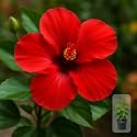 Indian Gardens - Hibiscus Live Plant | Indoor Outdoor Plant | Hibiscus rosa-sinensis | Malvaceae (Red, 6 ' Black)