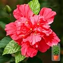 Indian Gardens - Hibiscus Live Plant | Indoor Outdoor Plant | Hibiscus rosa-sinensis | Malvaceae (Double Petal, 4 ' Terracotta)