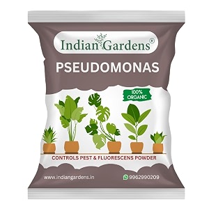 indian gardens - pseudomonas plant fertilizer 200 grams  soil health booster  pseudomonas fluorescens chemical-free plant food -