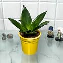 Indian Gardens - Sansevieria (Green) | Indoor Home Decor Plant | Live Plant | 4 Inch Premium Pot