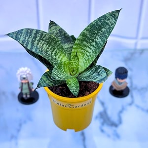 indian gardens - sansevieria snake  indoor home decor plant  live plant  4 inch premium pot