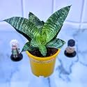 Indian Gardens - Sansevieria (Snake) | Indoor Home Decor Plant | Live Plant | 4 Inch Premium Pot