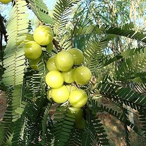 indian gooseberry amla grafted plant  phyllanthus emblica  nelli amlika for all season gardens  natural medicine for cough amp wellness  herbal amla plant for health benefits