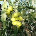 Indian Gooseberry Amla Grafted Plant | Phyllanthus Emblica | Nelli Amlika for All Season Gardens | Natural Medicine for Cough &amp; Wellness | Herbal Amla Plant for Health Benefits