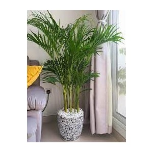 indoor air purifying plants for living room natural live a big size 34areca palm34 tree pack of 1 with pot  for home garden tree outdoor indoor plant