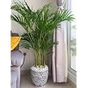 Indoor air purifying plants for living room Natural Live A Big Size "Areca Palm" Tree (Pack of 1 With pot) || For Home Garden Tree Outdoor indoor plant