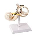 Human Anatomy Inner Ear Model, 8X, 2 Parts, for Anatomy Study