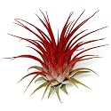 Ionantha Guatemala Tillandsia Air Plant, Guatemala Tillandsia Live Airplant, Healthy Arrival Guaranteed, Great Indoor Plant, Home Decor & Gift (Red)