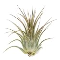 Ionantha Guatemala Tillandsia Air Plant, Guatemala Tillandsia Live Airplant, Healthy Arrival Guaranteed, Great Indoor Plant, Home Decor & Gift (Gold)