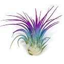 Ionantha Guatemala Tillandsia Air Plant, Guatemala Tillandsia Live Airplant, Healthy Arrival Guaranteed, Great Indoor Plant, Home Decor &amp; Gift (Rainbow)