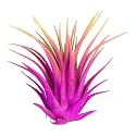 Ionantha Guatemala Tillandsia Air Plant, Guatemala Tillandsia Live Airplant, Healthy Arrival Guaranteed, Great Indoor Plant, Home Decor & Gift Rainbow #3