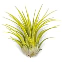 Ionantha Guatemala Tillandsia Air Plant, Guatemala Tillandsia Live Airplant, Healthy Arrival Guaranteed, Great Indoor Plant, Home Decor & Gift (Yellow)