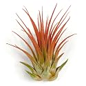 Ionantha Guatemala Tillandsia Air Plant, Guatemala Tillandsia Live Airplant, Healthy Arrival Guaranteed, Great Indoor Plant, Home Decor & Gift (Peach)