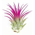 Ionantha Guatemala Tillandsia Air Plant, Guatemala Tillandsia Live Airplant, Healthy Arrival Guaranteed, Great Indoor Plant, Home Decor &amp; Gift (Pink)