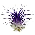 Ionantha Guatemala Tillandsia Air Plant, Guatemala Tillandsia Live Airplant, Healthy Arrival Guaranteed, Great Indoor Plant, Home Decor &amp; Gift (Purple)