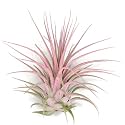 Ionantha Guatemala Tillandsia Air Plant, Guatemala Tillandsia Live Airplant, Healthy Arrival Guaranteed, Great Indoor Plant, Home Decor &amp; Gift (Light Pink)