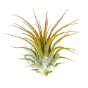 Ionantha Guatemala Tillandsia Air Plant, Guatemala Tillandsia Live Airplant, Healthy Arrival Guaranteed, Great Indoor Plant, Home Decor &amp; Gift (Orange)