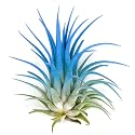 Ionantha Guatemala Tillandsia Air Plant, Guatemala Tillandsia Live Airplant, Healthy Arrival Guaranteed, Great Indoor Plant, Home Decor &amp; Gift (Sky Blue)