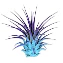 Ionantha Guatemala Tillandsia Air Plant, Guatemala Tillandsia Live Airplant, Healthy Arrival Guaranteed, Great Indoor Plant, Home Decor & Gift (Rainbow #5)