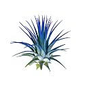 Ionantha Guatemala Tillandsia Air Plant, Guatemala Tillandsia Live Airplant, Healthy Arrival Guaranteed, Great Indoor Plant, Home Decor &amp; Gift (Blue)