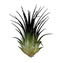 Ionantha Guatemala Tillandsia Air Plant, Guatemala Tillandsia Live Airplant, Healthy Arrival Guaranteed, Great Indoor Plant, Home Decor & Gift (Black)