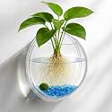 iplusmile Wall Mounted Planter 6.7 Inch, Clear Acrylic Hanging Bubble Vase for Plant Propagation Air Plants, Shatterproof Round Terrarium Bowl for Home Office Decor