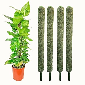IQNEX Plant Support Moss Stick- Green Grass