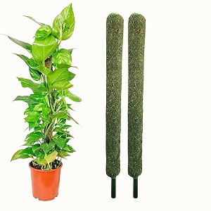 IQNEX Plant Support Moss Stick- Green Grass