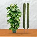 IQNEX Plant Support Moss Stick- Green Grass