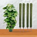 IQNEX Plant Support Moss Stick- Green Grass