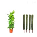 IQNEX Plant Support Moss Stick- Green Grass