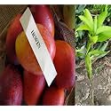 Irwin Mango Plant Grafted 3939 Fruit After