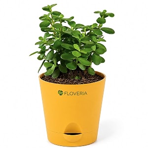Jade Plant with Pot Live Jade
