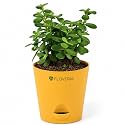 Jade Plant with Pot Live Jade