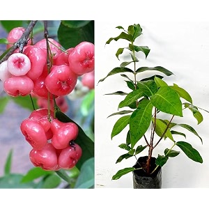 jamrul plant all time thailand pack of 1