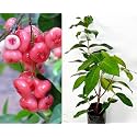 Jamrul plant all time thailand (pack of 1)