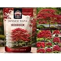 Japanese Maple Acer Tree Seeds, Air Purifier Plant - Grow Indoor/Outdoor