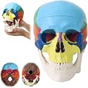 Japard Human Skull Model, Detachable Anatomical Life Size Skull Head for Medical Student Human Anatomy Study Course Demonstration
