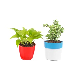 combo of 2 live plants jade plant and money plant with plastic pot  home amp office decor  easy care  lucky plant  pack of 2