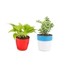 Combo of 2 Live Plants Jade Plant and Money Plant With Plastic Pot | Home &amp; Office Decor | Easy Care | Lucky Plant | Pack of 2