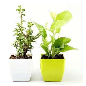 combo of golden money pothos good luck jade plant with pots  air purifier  live plants for living room kitchen bedroom amp office table  set of 2