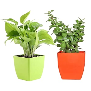 combo of jade plant with green pot and golden money plant with red pot  good luck indoor plants  air purifier plants  for living room kitchen bedroom amp office table  set of 2