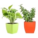 Combo of Jade Plant With Green Pot and Golden Money Plant With Red Pot | Good Luck Indoor Plants | Air Purifier Plants | For Living Room, Kitchen, Bedroom, &amp; Office Table | Set of 2