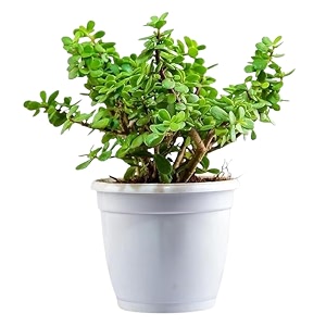 live indoor jade plant  crassula ovata  round plastic pot for home amp office  easy care  air purifying  lucky plant  plant for gifting  indoor amp outdoor decoration  set of 1