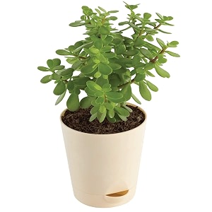 live indoor jade plant  crassula ovata  plastic pot for home amp office  easy care  air purifying  lucky plant  plant for gifting  indoor amp outdoor decoration  set of 1