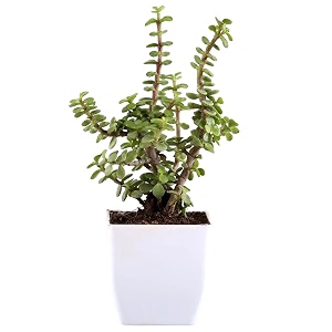 live indoor jade plant  crassula ovata  plastic pot for home amp office  easy care  air purifying  lucky plant  plant for gifting  indoor amp outdoor decoration  set of 1