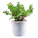 Live Indoor Jade Plant | Crassula Ovata | Round Plastic Pot for Home &amp; Office | Easy Care | Air Purifying | Lucky Plant | Plant for Gifting | Indoor &amp; Outdoor Decoration | Set of 1