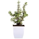 Live Indoor Jade Plant | Crassula Ovata | Plastic Pot for Home &amp; Office | Easy Care | Air Purifying | Lucky Plant | Plant for Gifting | Indoor &amp; Outdoor Decoration | Set of 1