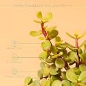 Live Indoor Jade Plant | Crassula Ovata | Plastic Pot for With Tray Home &amp; Office | Easy Care | Air Purifying | Lucky Plant | Indoor &amp; Outdoor Decoration | Set of 1
