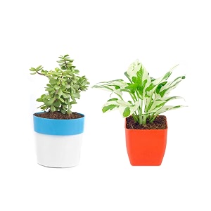 set of 2 live jade plant and pothos money plant plastic pot home amp office dcor  easy care  air purifying  lucky plant  plant for gifting  indoor amp outdoor decoration  set of 2